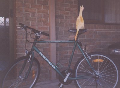 delores_on_bike2.jpeg