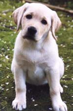 dog3